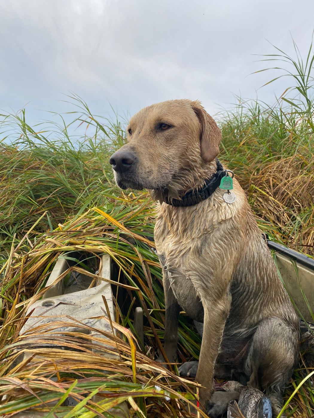 A yellow Labrador retriever waits in tall marsh grass.